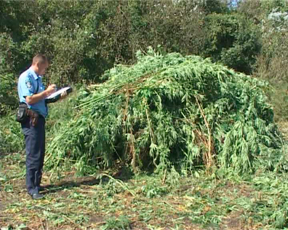 На Луганщине правоохранители обнаружили кусты конопли высотой около 3-х метров 